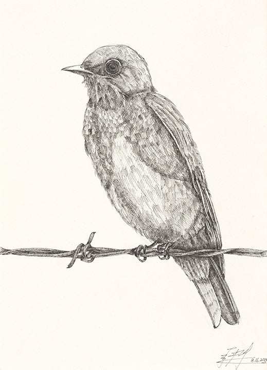 The bird 1 (original) - pen drawing