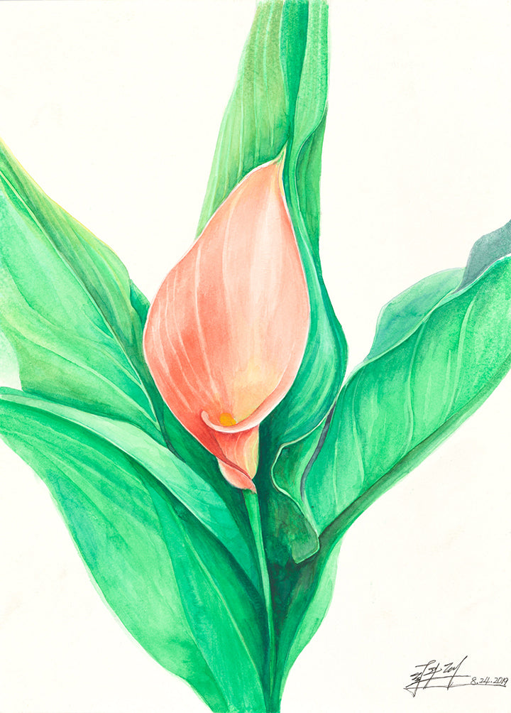peace lily watercolor The Lily (original)