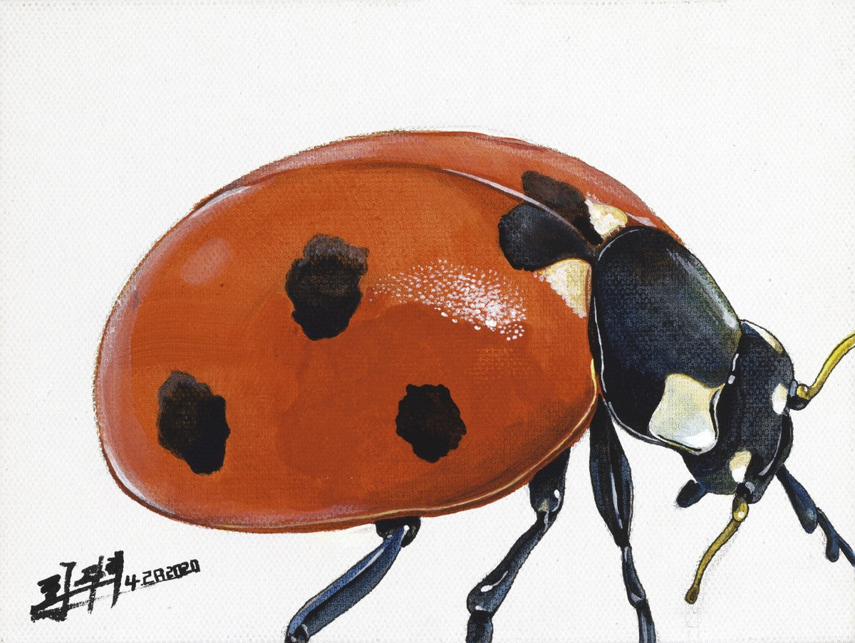 Lady Bug