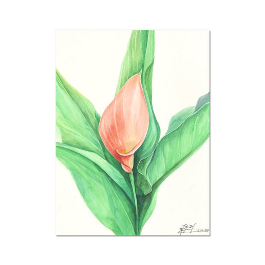 The Lily Fine Art Print
