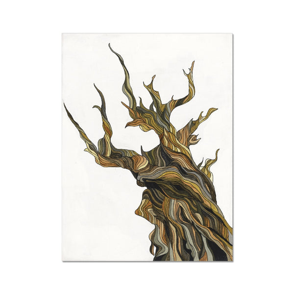 Old tree Fine Art Print