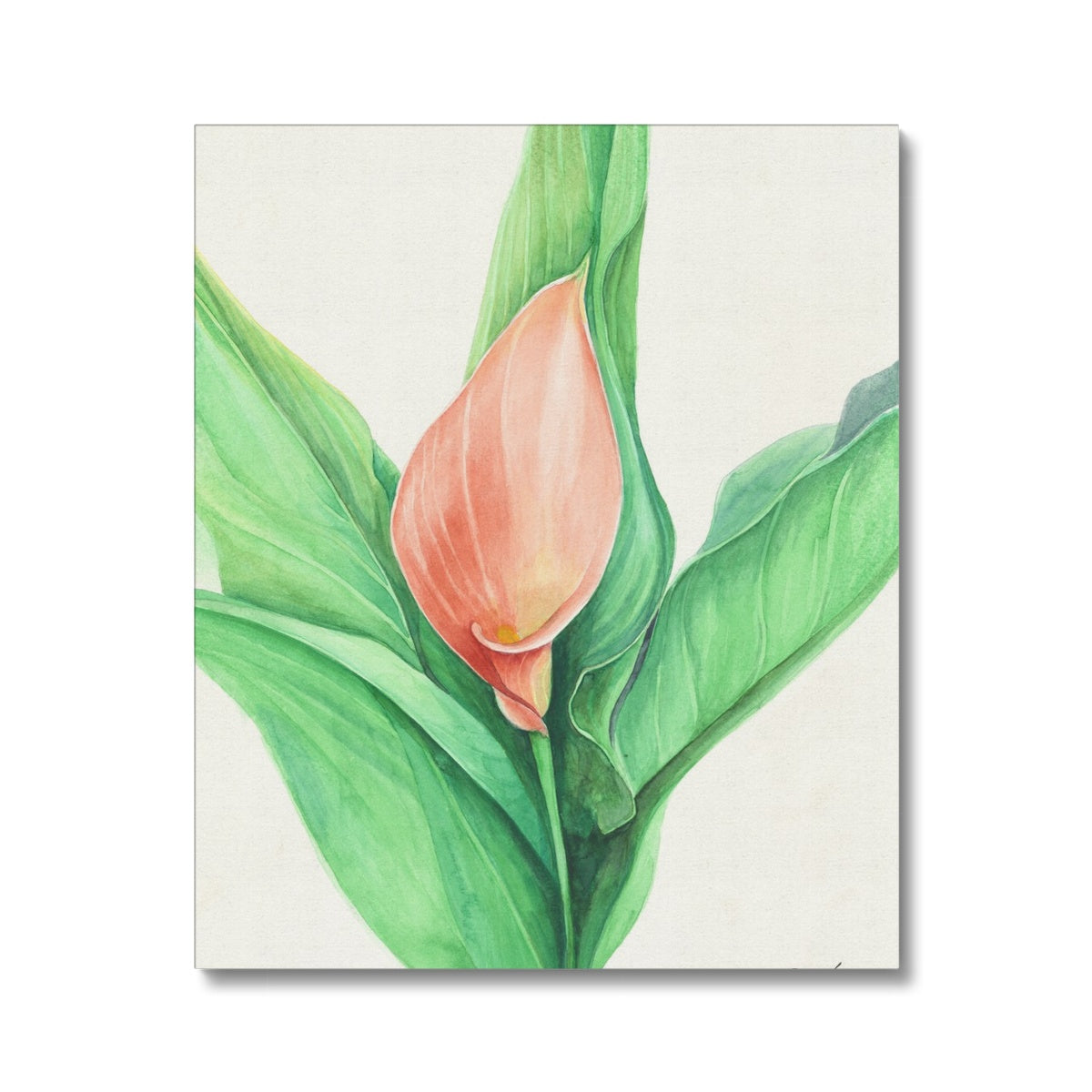 The Lily Canvas