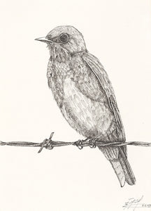 The bird 1 (original) - pen drawing