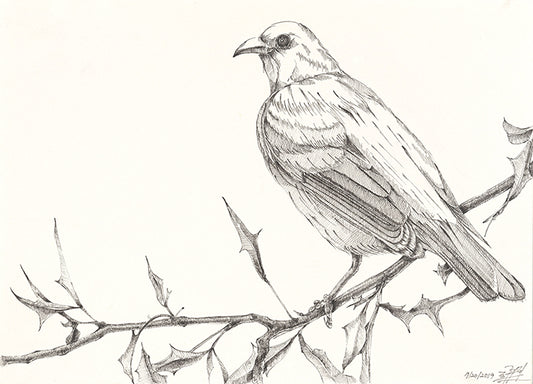 The bird 3 (original) - pen drawing