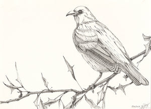 The bird 3 (original) - pen drawing
