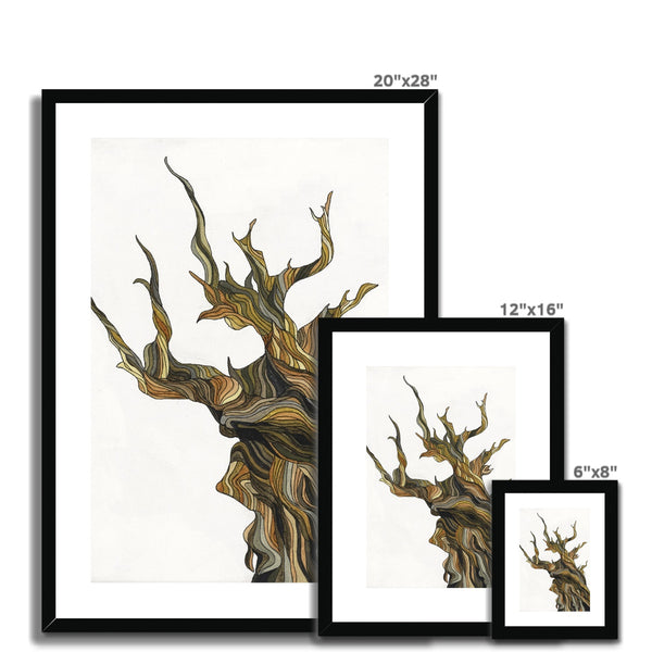 Old tree Framed & Mounted Print