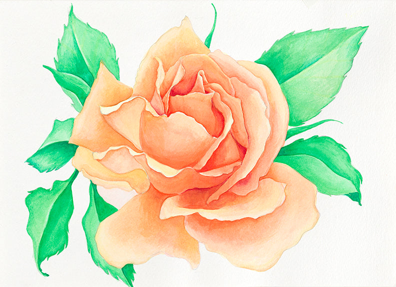 The rose (original) - watercolor