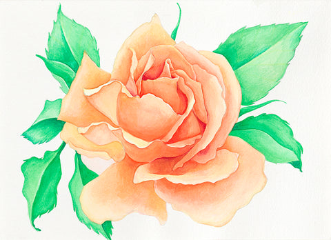 The rose (original) - watercolor